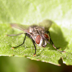 Parasetigena silvestris