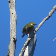 Zosterops virens capensis