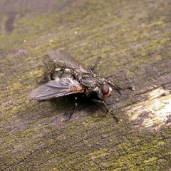 Parasetigena silvestris