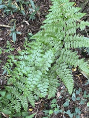 Microlepia nepalensis