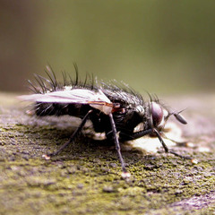 Parasetigena silvestris