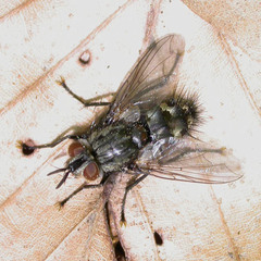 Parasetigena silvestris