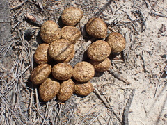 Pronolagus saundersiae