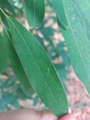 Machilus