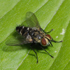 Phorinia aurifrons