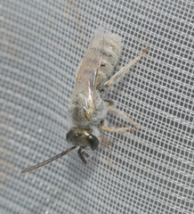 Halictus vestitus