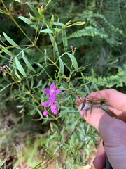Boronia rivularis