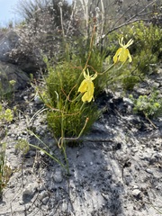 Moraea bituminosa