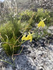 Moraea bituminosa