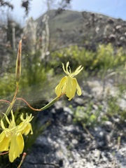 Moraea bituminosa