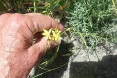 Cyanella lutea lutea