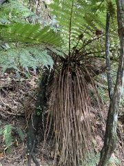 Cyathea smithii