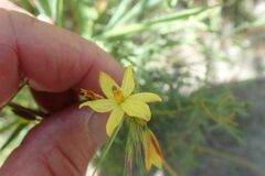 Cyanella lutea lutea
