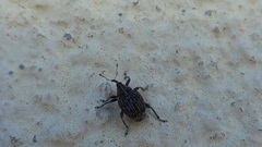Ceutorhynchini