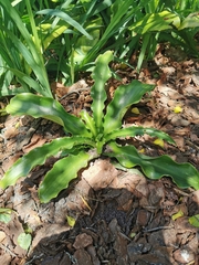 Veltheimia bracteata