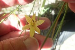 Cyanella lutea lutea