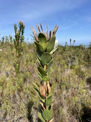 Protea compacta