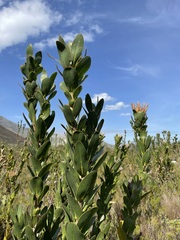 Protea compacta