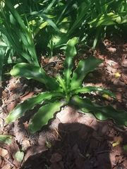 Veltheimia bracteata