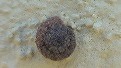 Xerotricha conspurcata