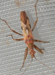 Nabis viridulus