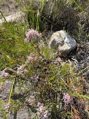 Serruria rubricaulis