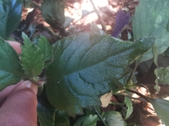 Plectranthus