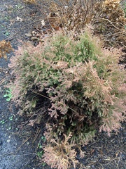 Juniperus virginiana