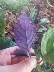 Plectranthus