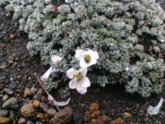 Geranium ecuadoriense