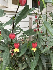 Callianthe megapotamica