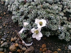 Geranium ecuadoriense
