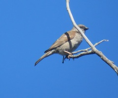 Passer diffusus stygiceps