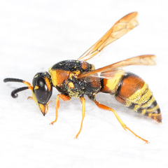 Euodynerus hidalgo hidalgo