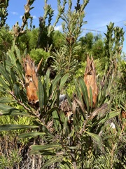 Protea longifolia