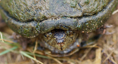 Kinosternon hirtipes murrayi