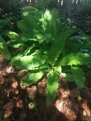 Scadoxus membranaceus