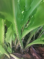 Scadoxus membranaceus