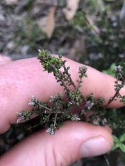 Pultenaea gunnii