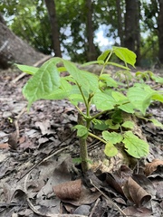 Spathodea campanulata