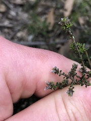 Pultenaea gunnii