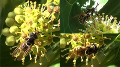 Callicera
