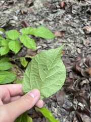 Spathodea campanulata