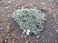 Geranium ecuadoriense