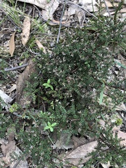Pultenaea gunnii