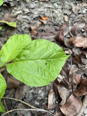 Spathodea campanulata