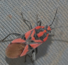 Spilostethus furcula