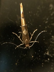 Pyroderces apparitella