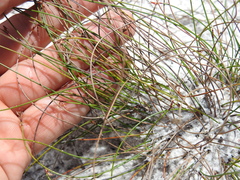 Schoenus ornithopodioides