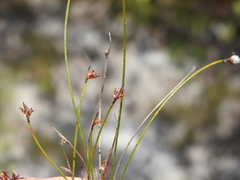 Schoenus ornithopodioides